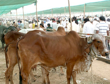બોર્ડ વિશે